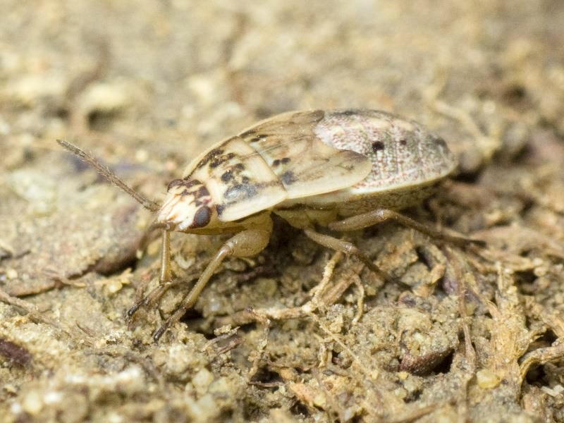 Emblethis Fieber, 1860